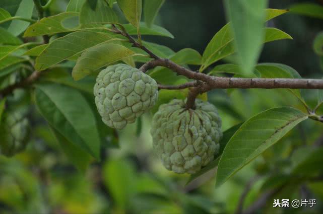 最好吃的热带水果排行,热带水果颜值