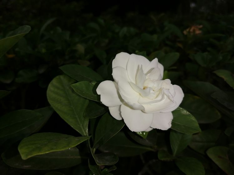 栀子花怎么养花骨朵才多,栀子花要怎么养才能把它养好