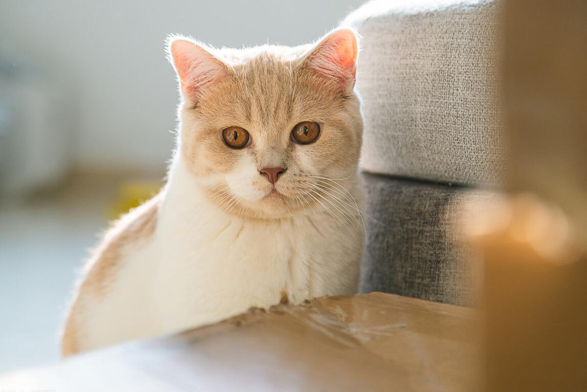 英短猫有什么毛病吗,英短猫咪为什么拉屎臭