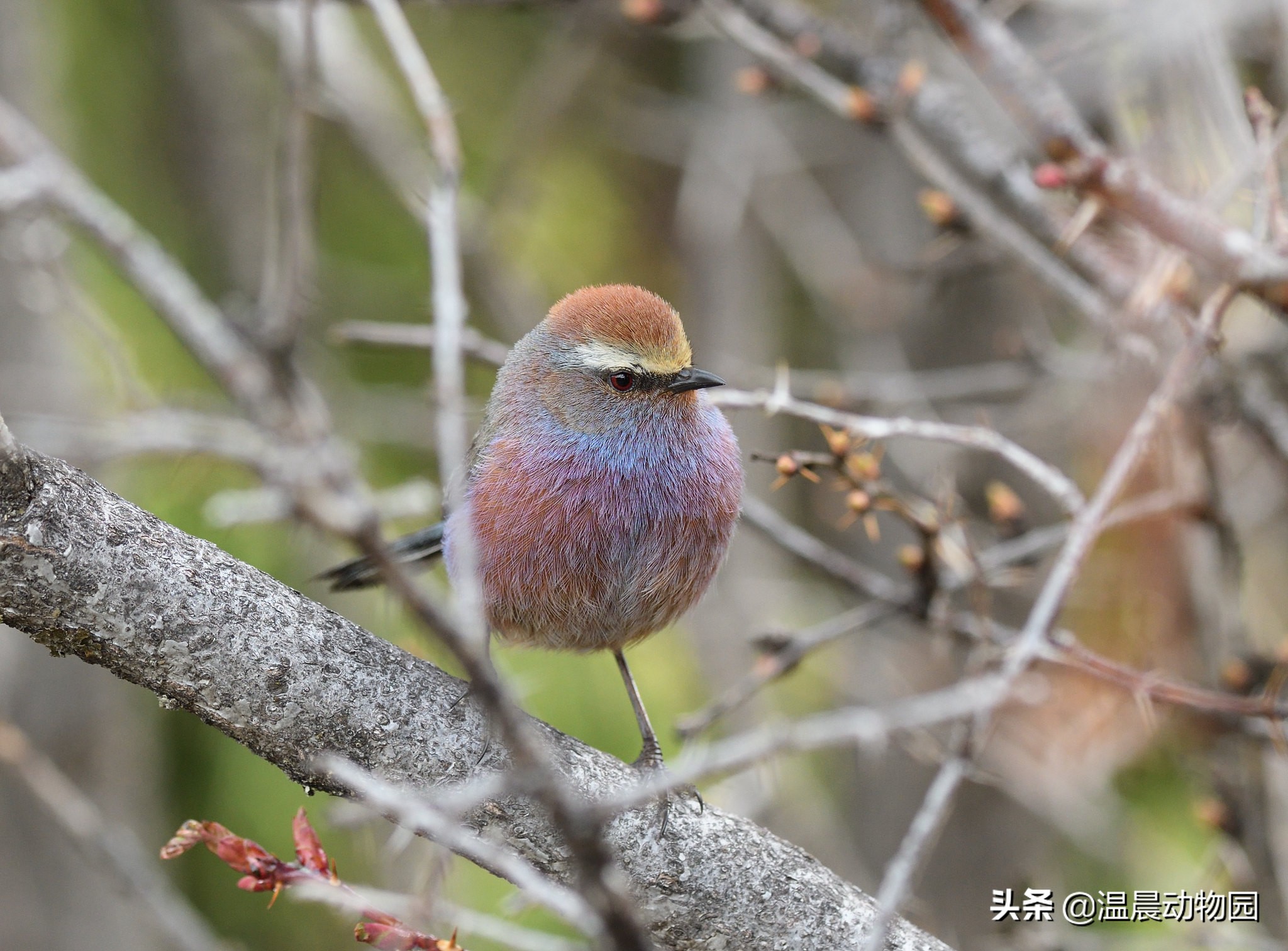 辟谣：鸟界的“肥宅”都是雀形目的？不一定，猛禽中也有胖萌肥啾