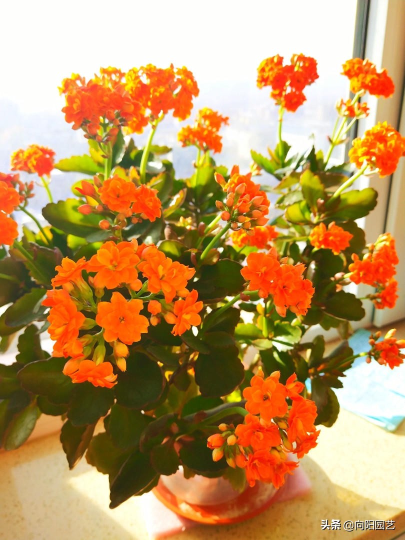 淘米水养花异味怎么处理,淘米水养花发臭