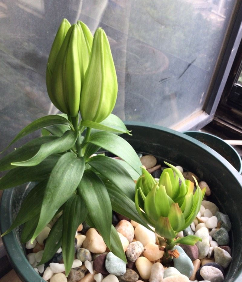 适于阳台种植的花种类,100种适合新手养的花庭院花卉