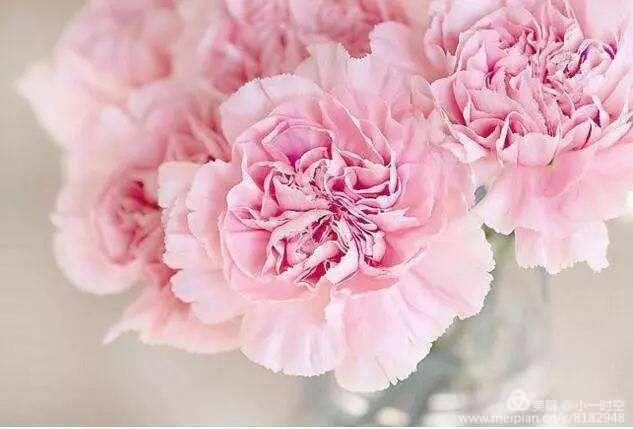 粉色康乃馨是什么花语和寓意,各个颜色的康乃馨的花语都是什么