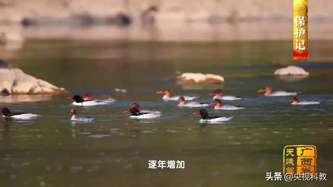 影像方志天峻,中国影像方志四川大竹篇