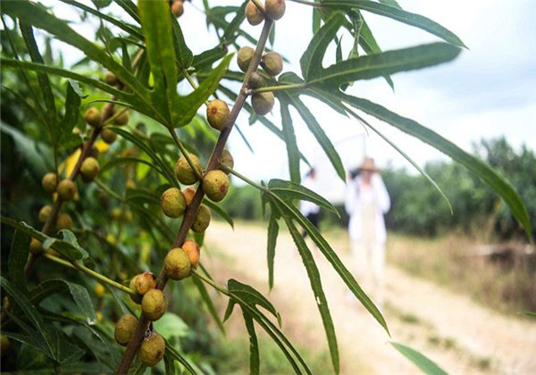 五指毛桃的栽培与经济效益怎么样,五指毛桃快速繁殖高产栽培技术
