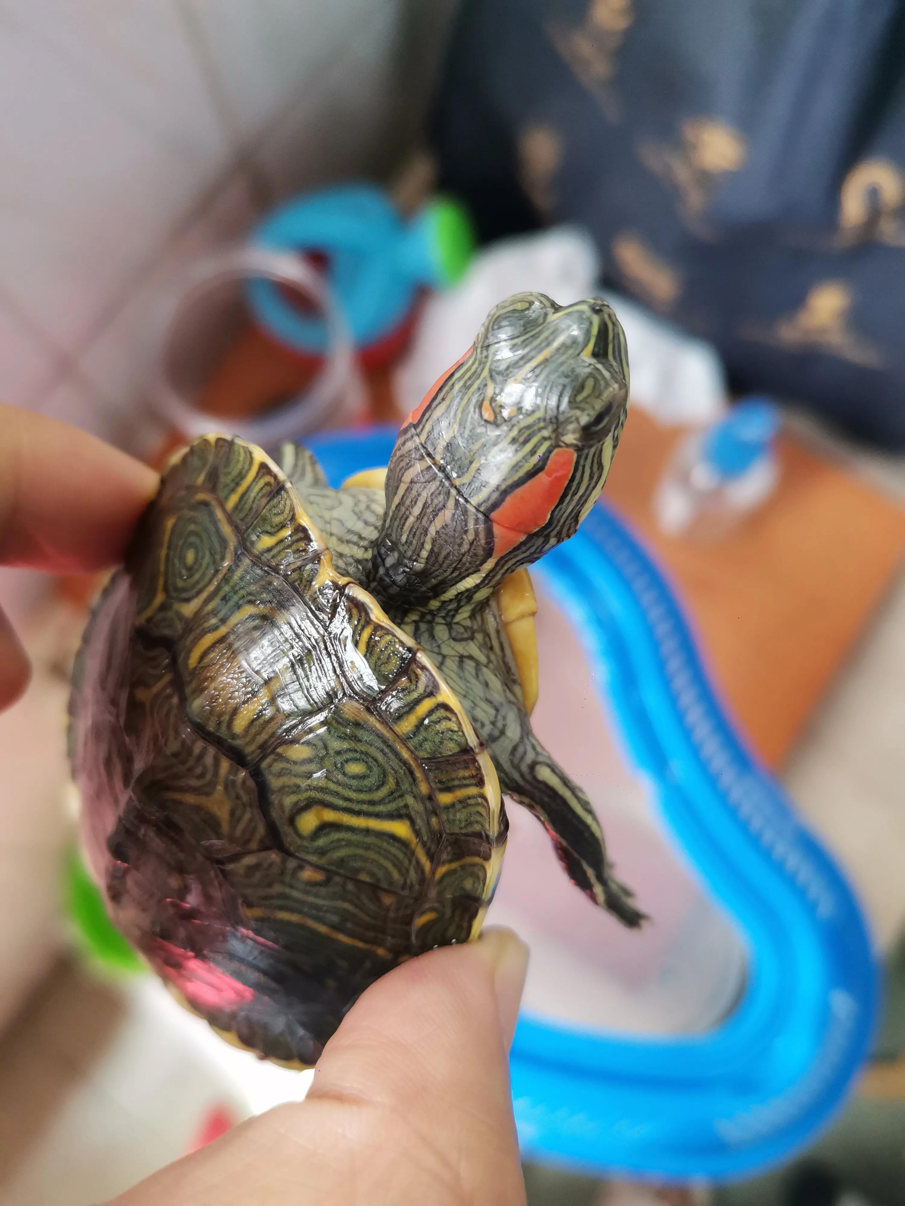 治疗巴西龟的眼睛