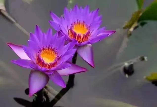 世界上最华丽最高贵的花,世界上最高贵最漂亮的60朵花