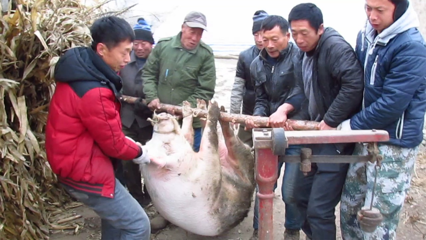 东北杀年猪来吃猪肉,老东北杀年猪