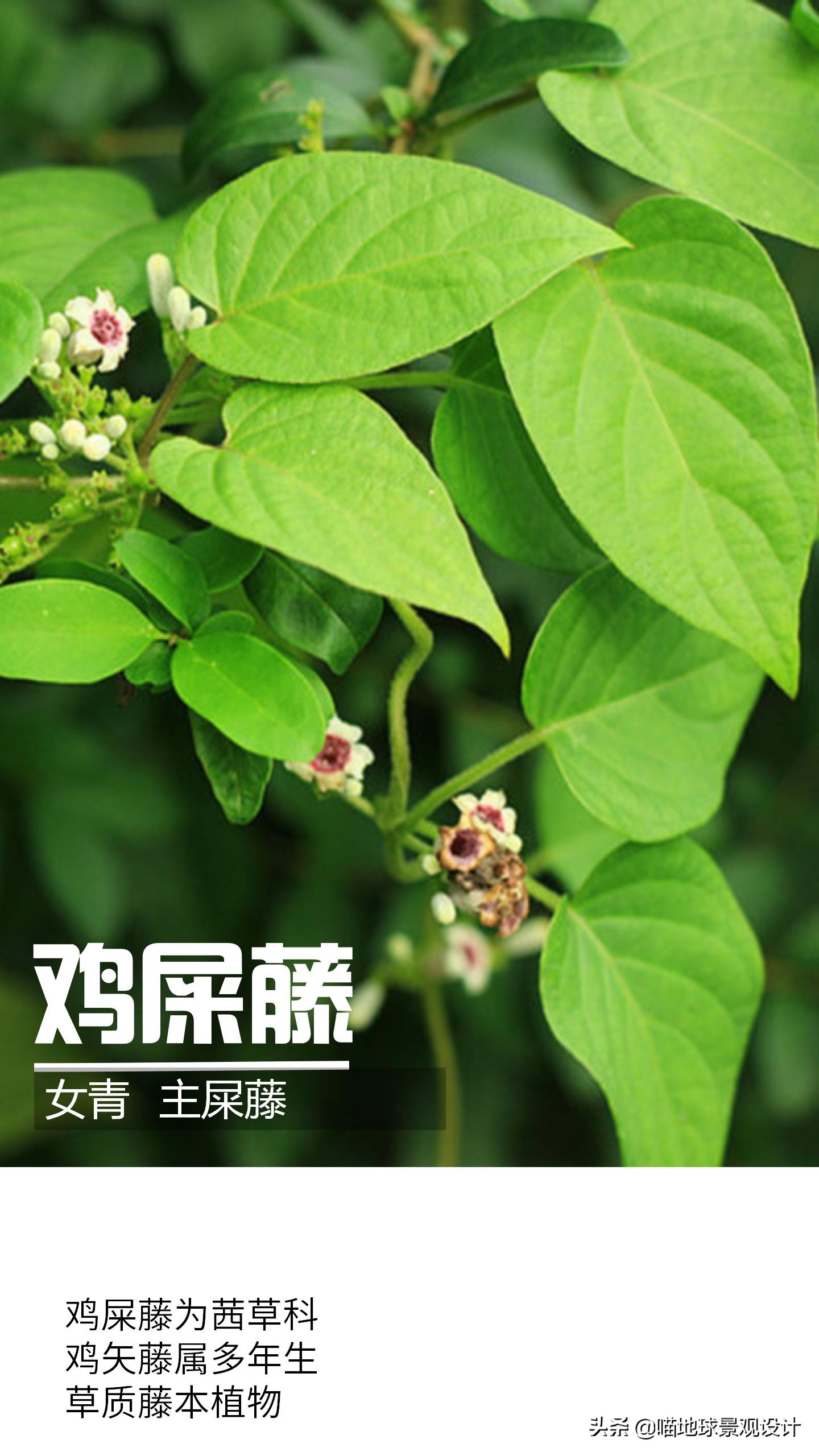 意大利常见的爬藤植物,25种爬藤植物