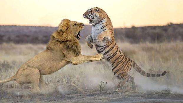 老虎VS狮子，会碰撞出怎样的火花？打得真厉害