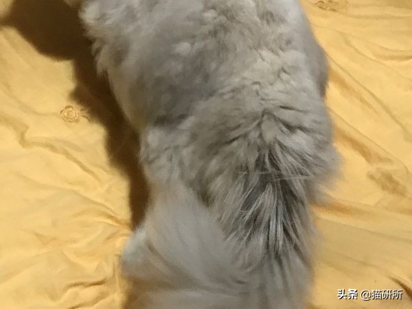 每天15分钟，医生手把手教你做17项猫咪全身检查