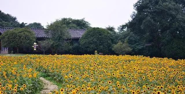 3月底蒲江十大网红打卡地,蒲江旅游十大必去景点