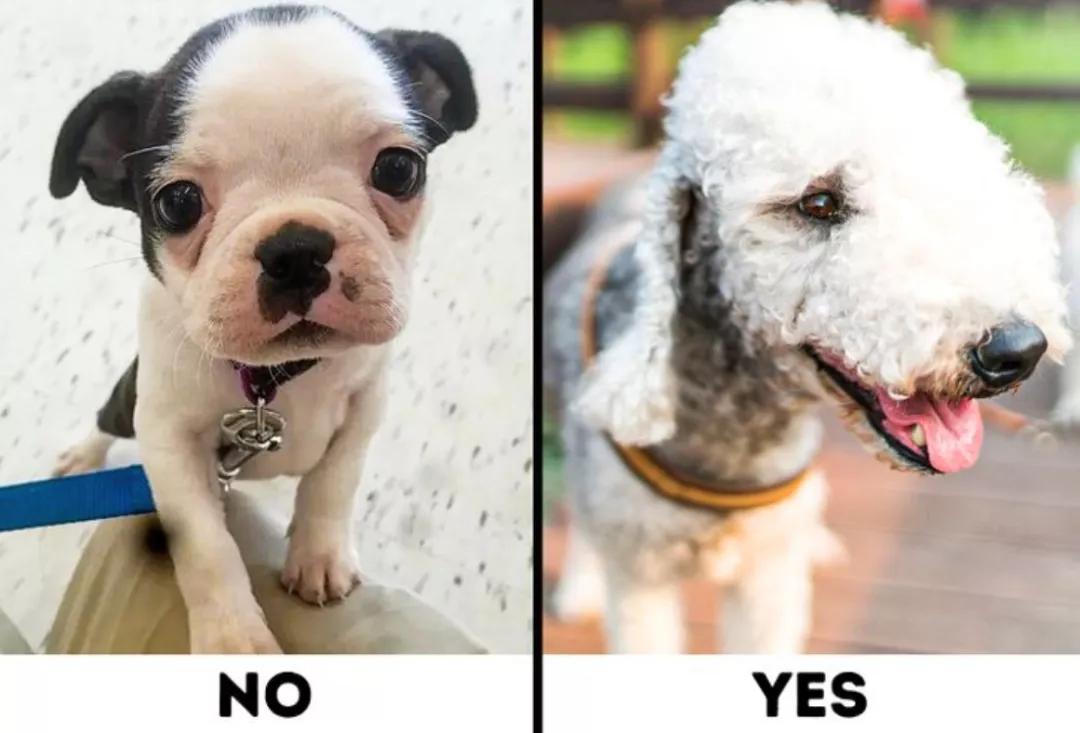 最好养不掉毛的狗狗,适合家养的狗狗推荐不掉毛