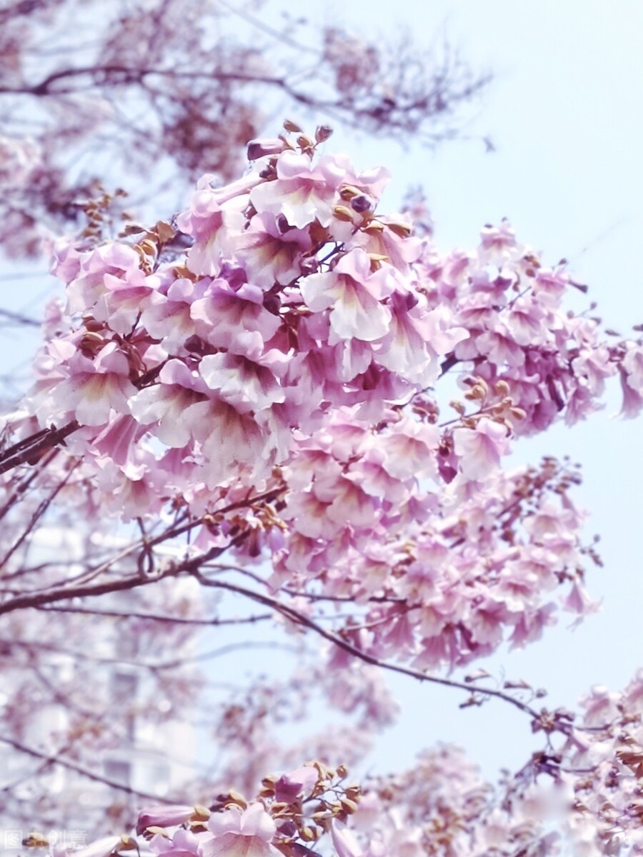 即将开花的十种植物,先长叶后开花的植物