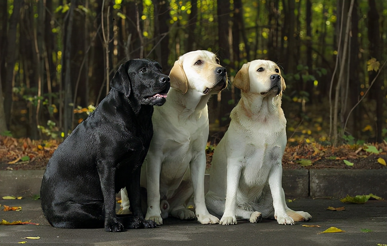 常见的20种狗狗,带大家认识不一样的狗狗