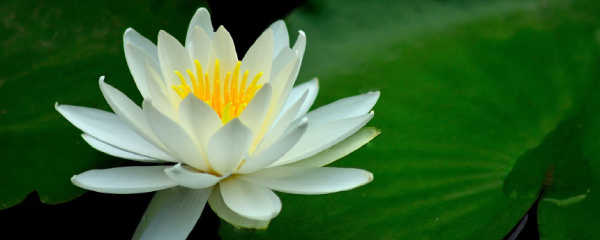 迷你睡莲病害,睡莲腐烂怎么防治