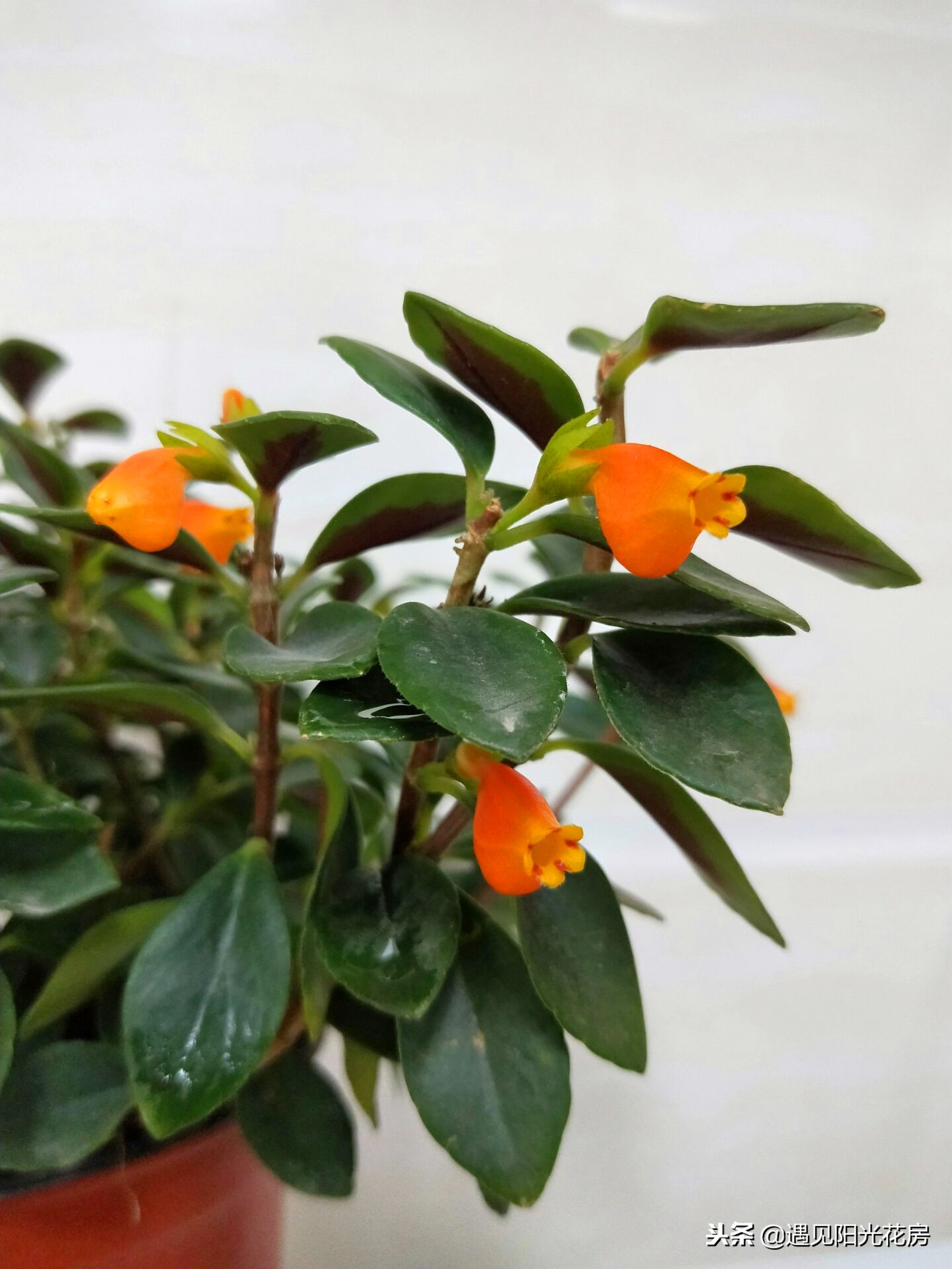 金鱼吊兰冬天怎么养能施肥吗,金鱼吊兰开花后像小金鱼一样漂亮