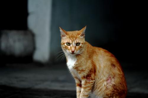 养猫成为潮流了吗,养猫是否变成一种流行