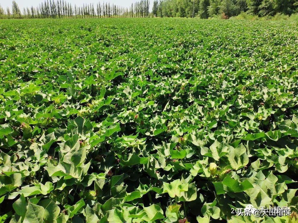 棉花长势弱怎么管理,棉花徒长