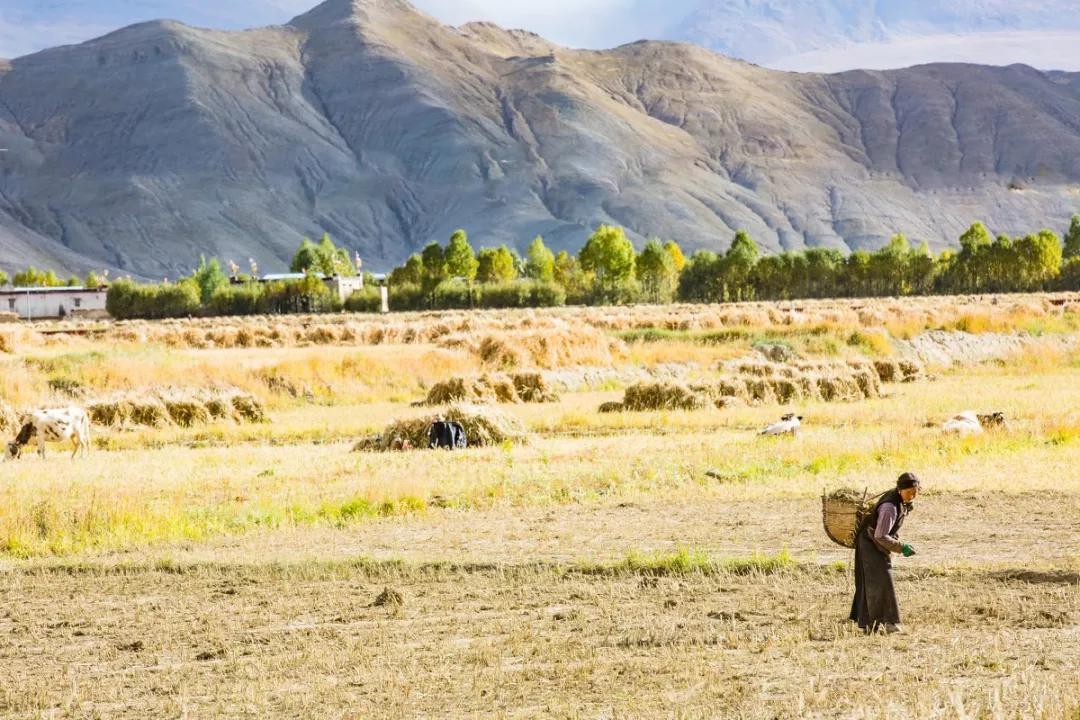 藏西是怎么样的,去西藏必须知道的20种元素