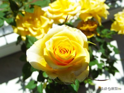 老司机是这样送花的！不同的玫瑰对应不同的心意