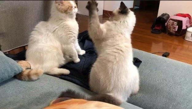 不建议养猫的十大坏处,奉劝各位养猫的朋友千万别养两只