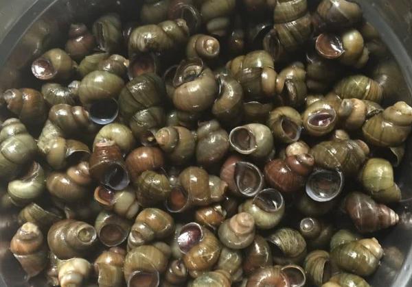 螺蛳非常美味的做法值得一试,螺蛳怎么烧肉嫩又入味简单