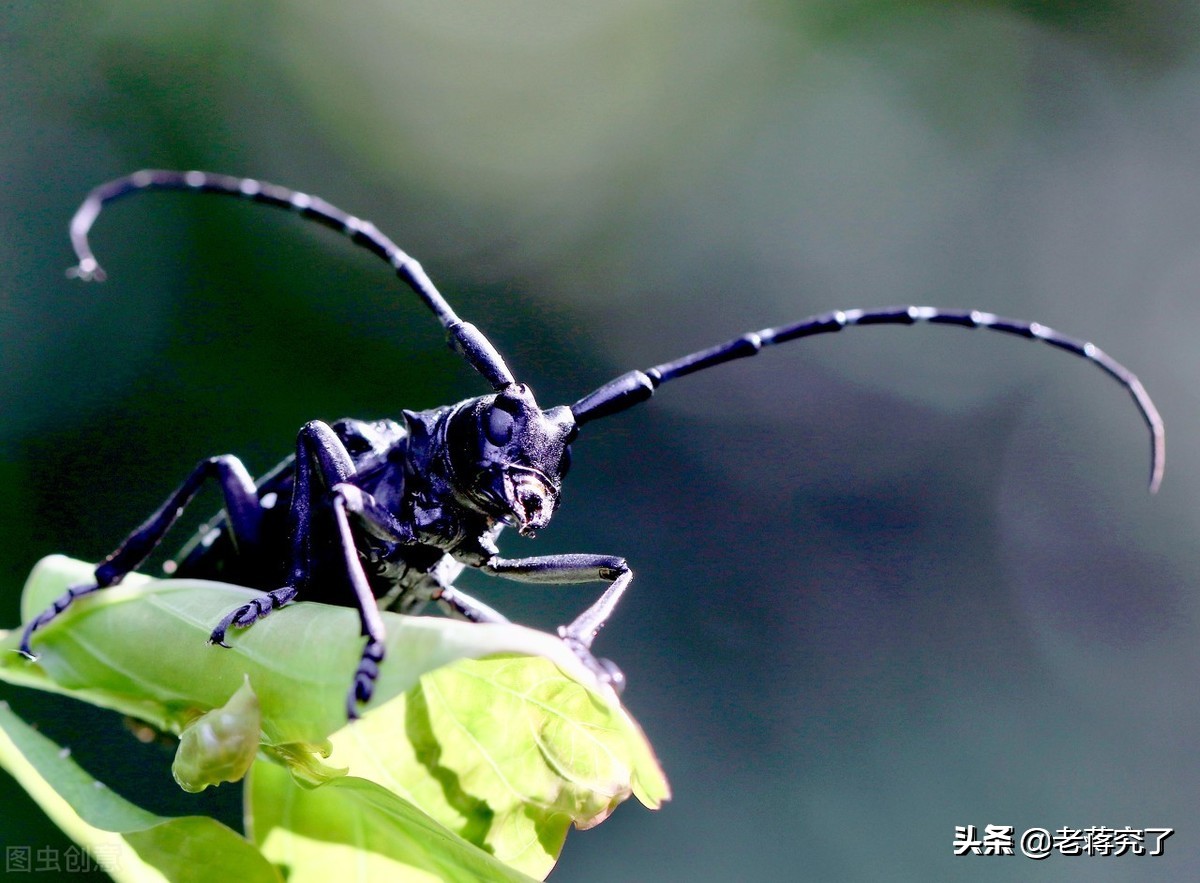 童年里的玩虫记忆2：看过天牛“钓鱼”比赛吗？