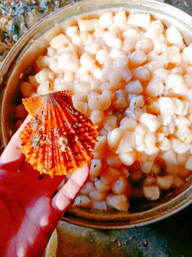 来自小岛上的礼物——原浆扇贝丁