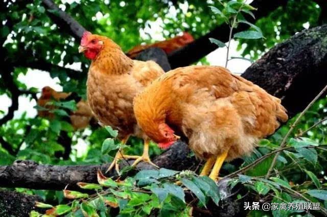 为啥都养土鸡不养柴鸡,为什么养土鸡亏损