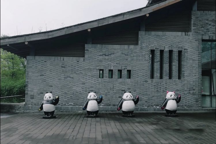 在四川哪里碰见熊猫几率比较大,成都市区出现野生熊猫