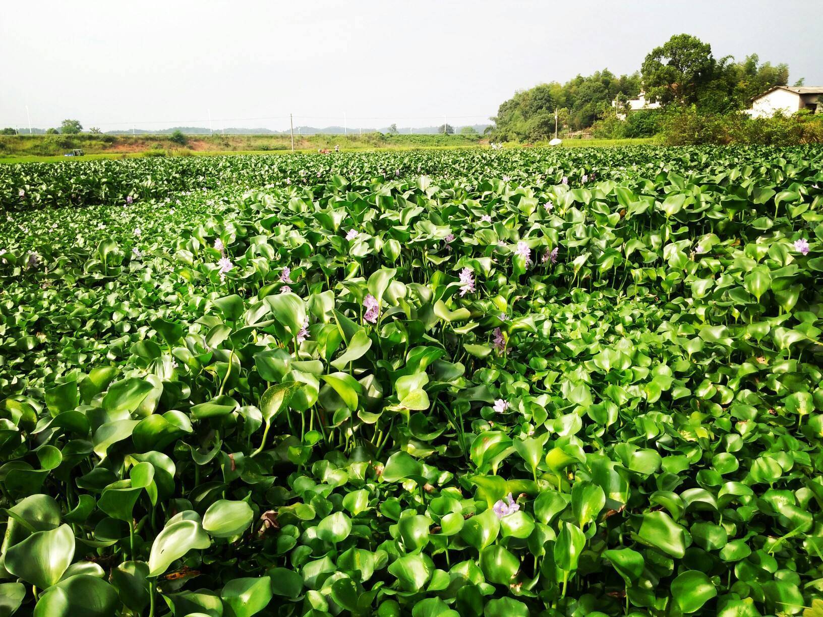 我国水葫芦为什么消失了,水葫芦泛滥成灾如今为何消失了