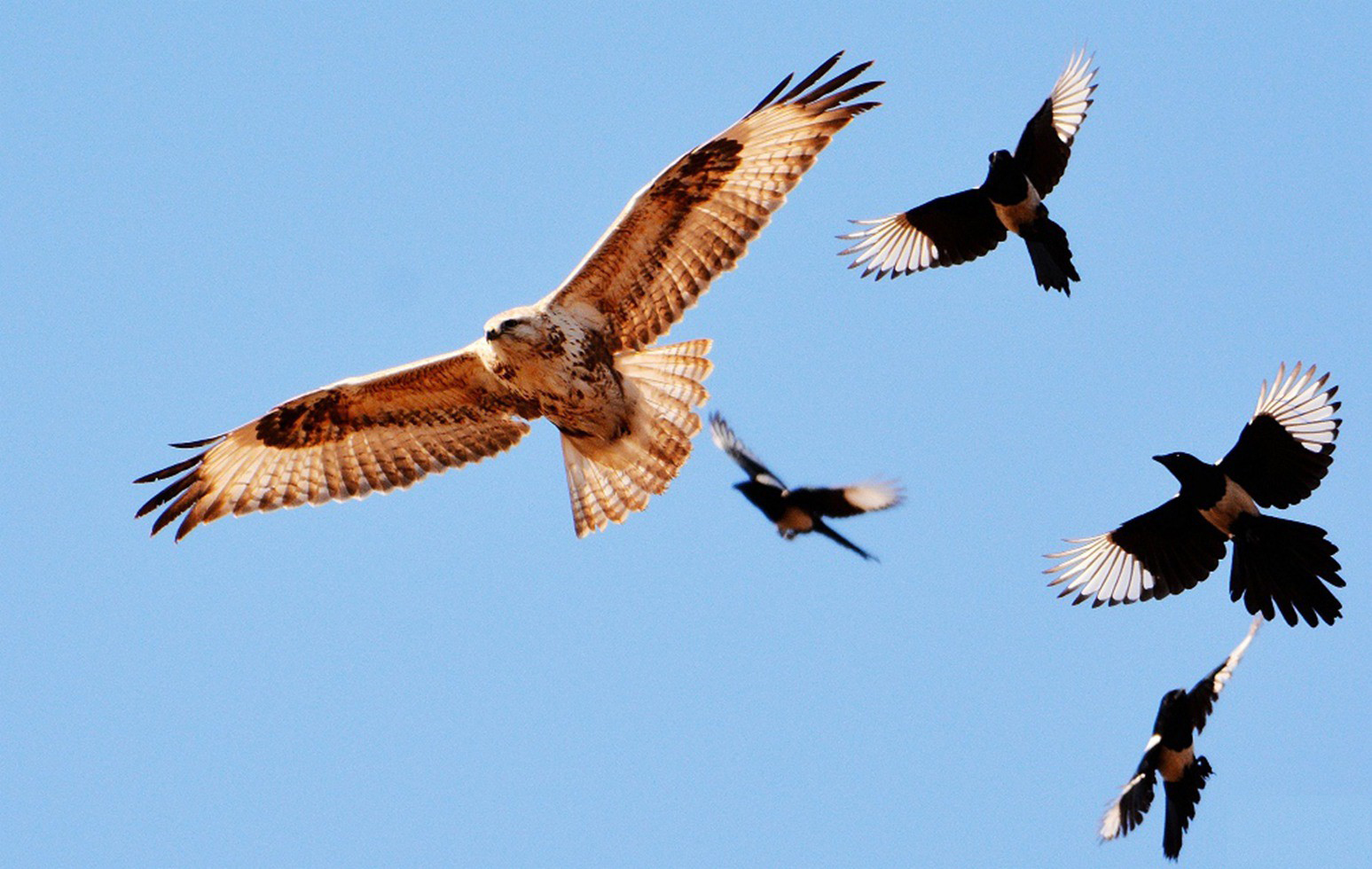 为什么别的鸟都不敢惹喜鹊,喜鹊赶老鹰夺食