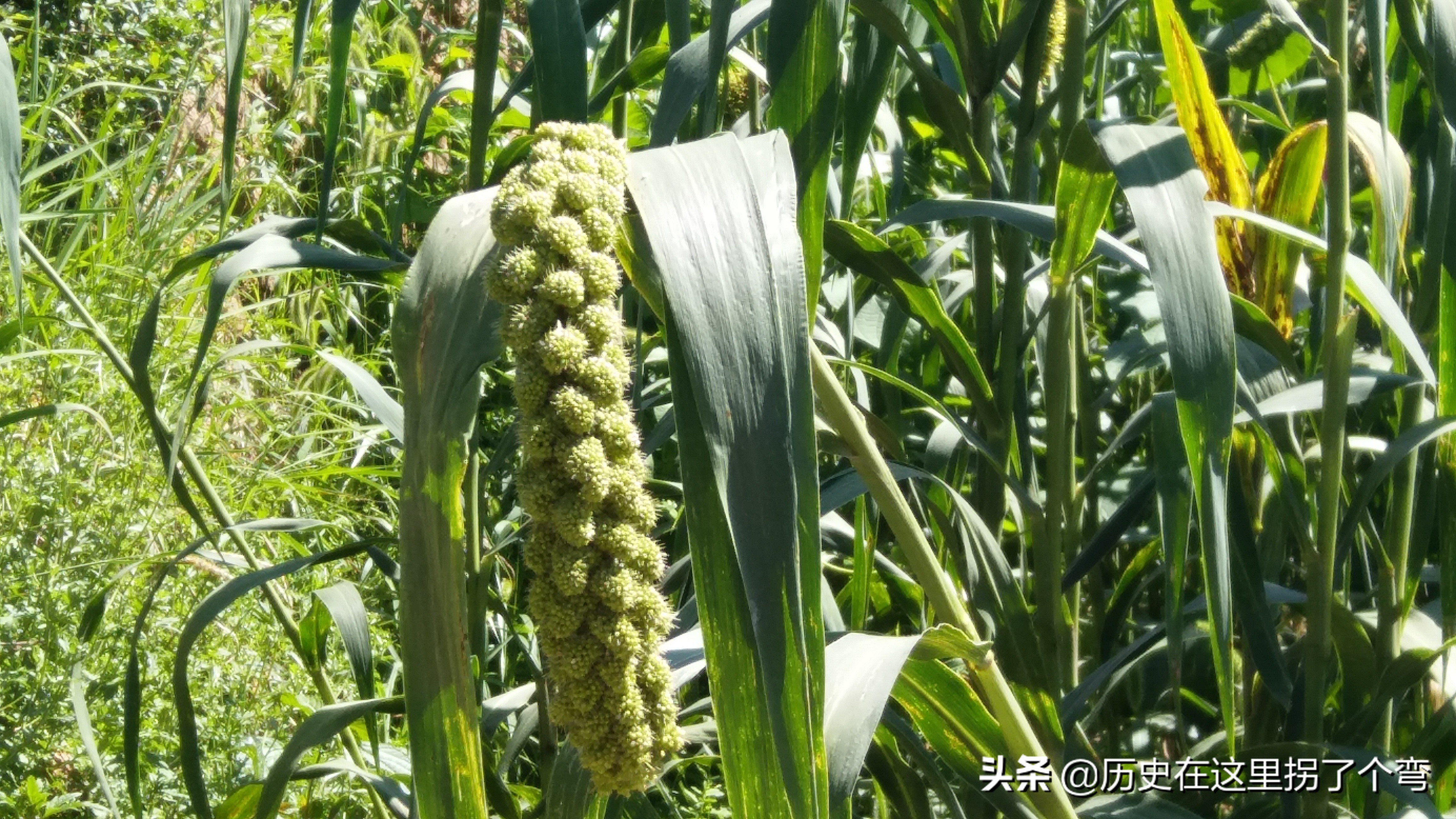 农耕文化一览表,农耕文明源头之十三