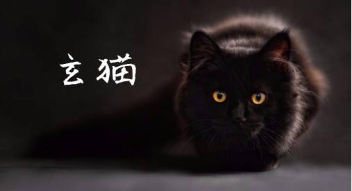 十块钱就能买一只狸花猫是真的吗,几十元的狸花猫能养吗