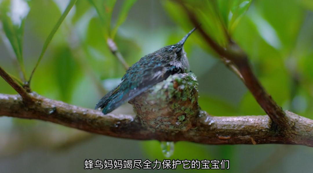 豆瓣9.6！娃刷到停不下来，还能看出人生大道理