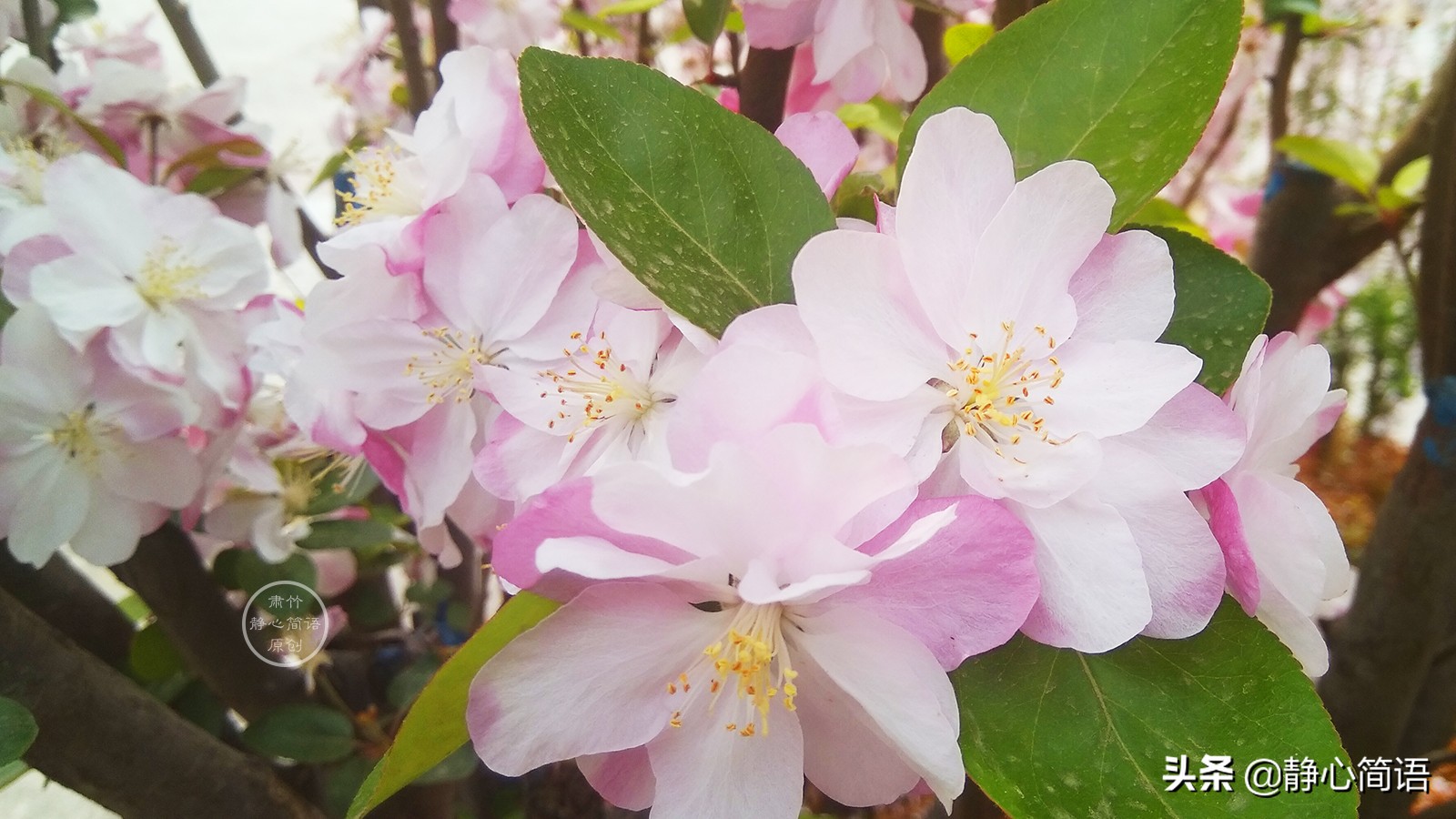 鏄ユ櫒楦熻鑺遍,鏄ユ櫒