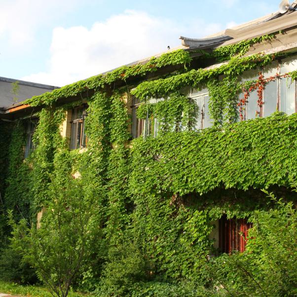 夏天院子里种爬山虎,家中种爬山虎