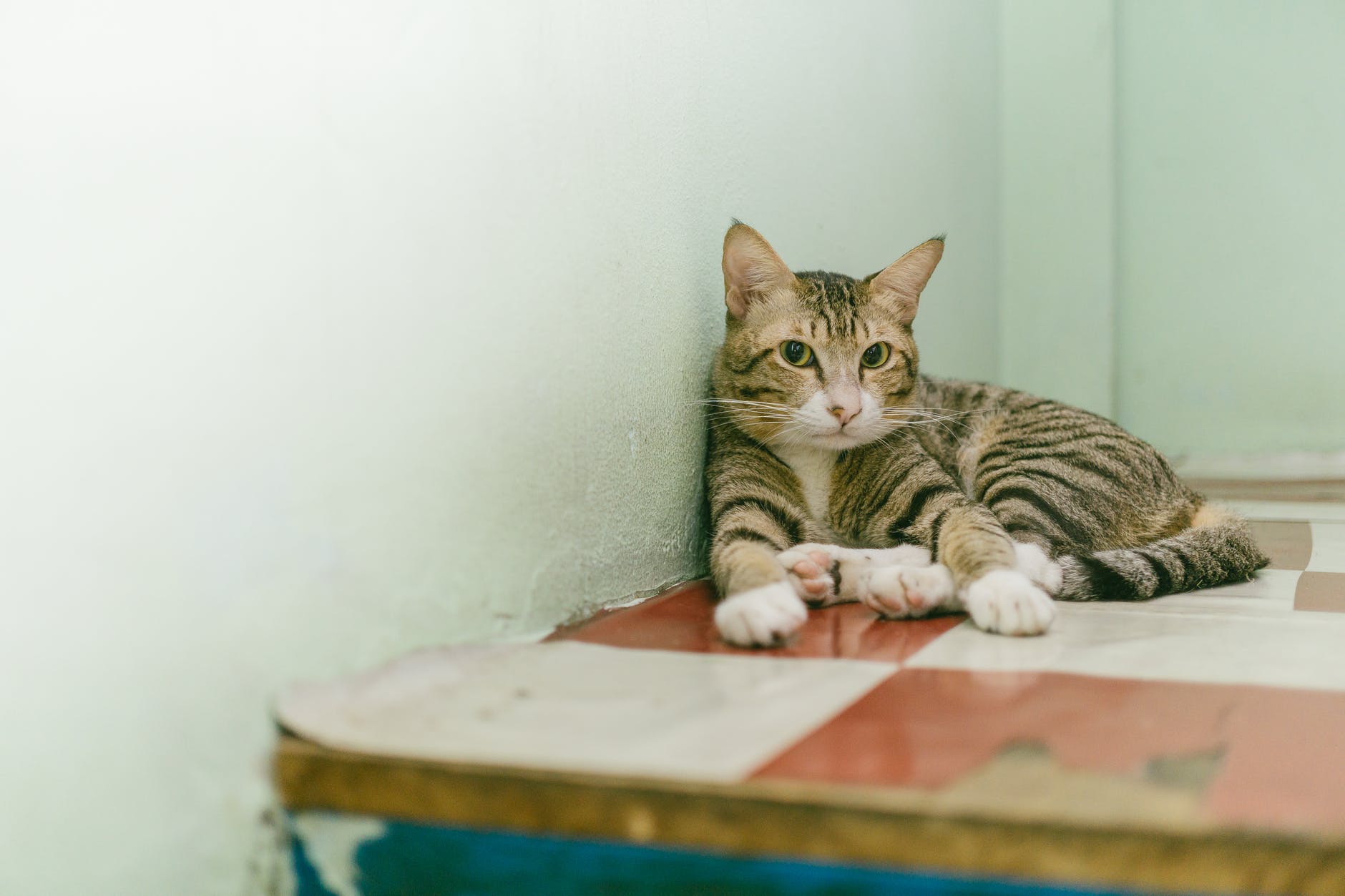 猫每年打疫苗都过敏是真疫苗吗,猫咪打完疫苗什么是过敏反应