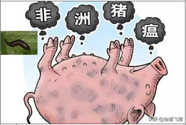 请注意养猪用水！最新发现水蛭可以携带非洲猪瘟病毒达140天