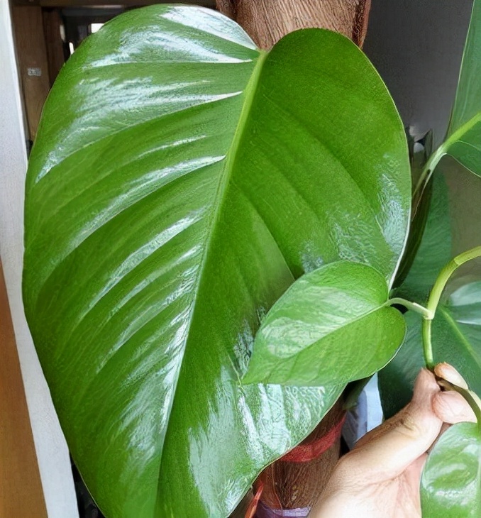 用它兑点水，从“绿萝柱”顶上倒进去，7天后出现50cm“巨叶”