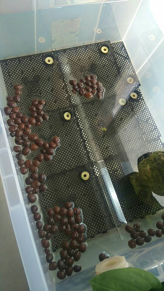 沼泽过滤鱼缸怎么开缸,沼泽缸开缸教程