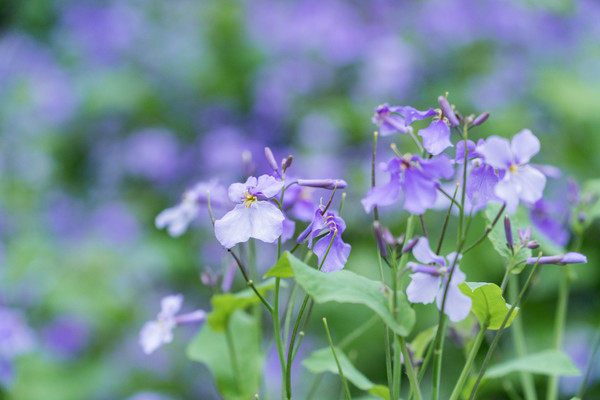 踏春赏花拍美景,踏春赏花逛湖