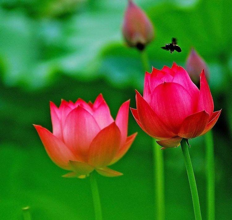 戴学仁魏树华夫妇的幸福故事,白浪情活动