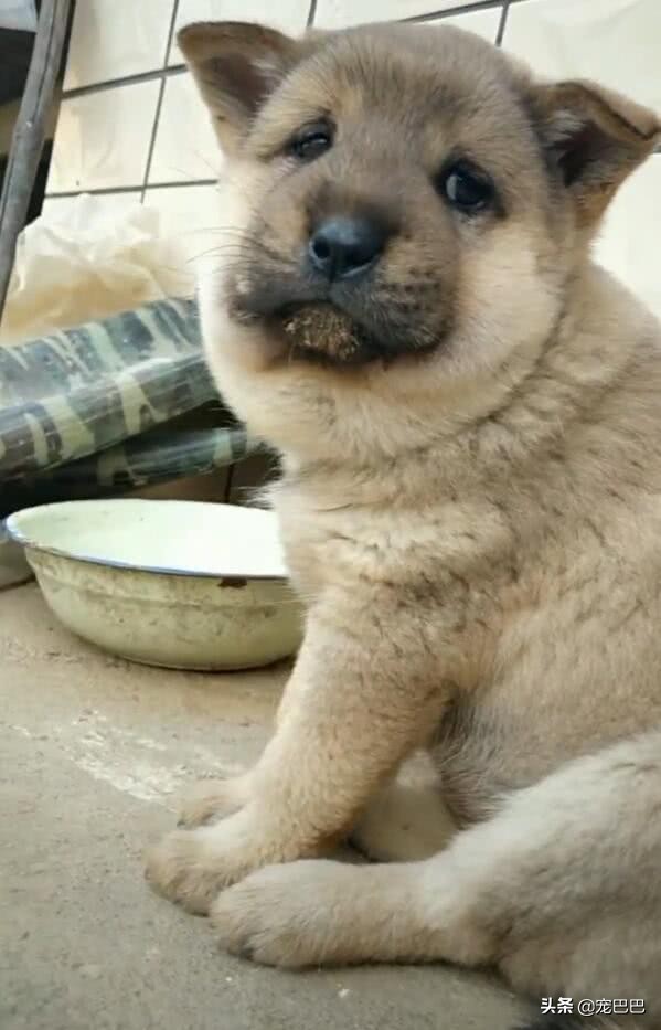 被马蜂蛰过的狗狗图片,狗狗被马蜂蛰原视频