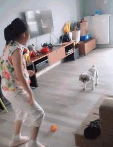 谁说怀孕要送走狗狗？如今狗狗成了孩子专属保镖啦