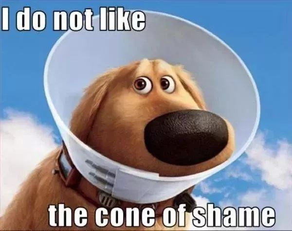 狗狗绝育vs不绝育差别还是很大的,狗狗应该绝育么