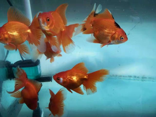 新缸养水几天能培养出硝化细菌,新开缸几天能培养出来硝化细菌