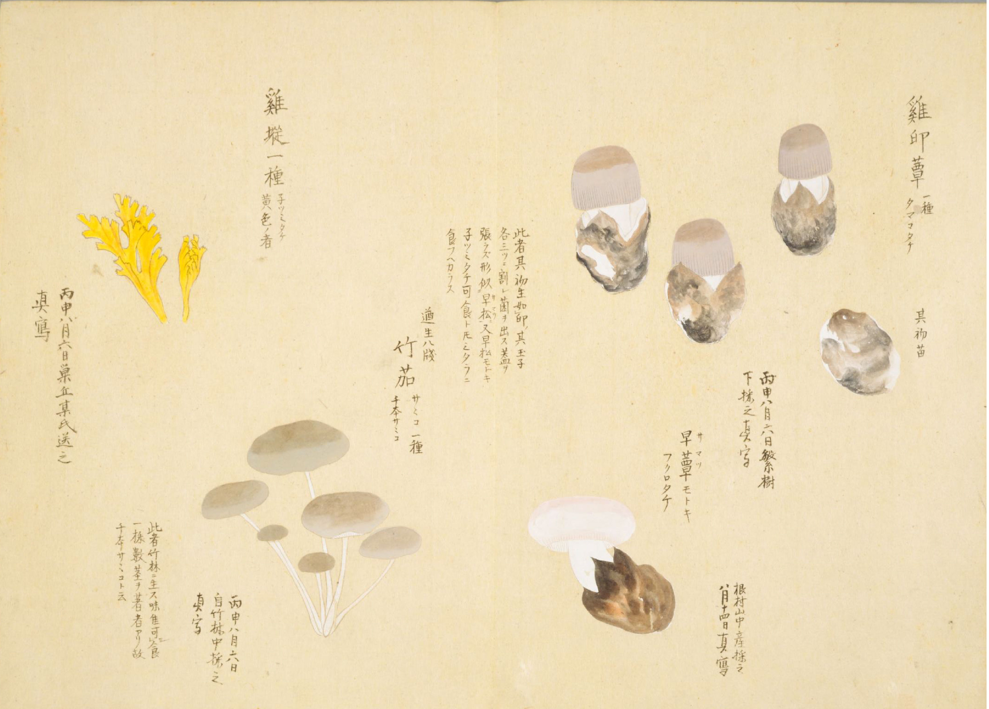 各种多彩菌图片大全,意式野菌图片大全