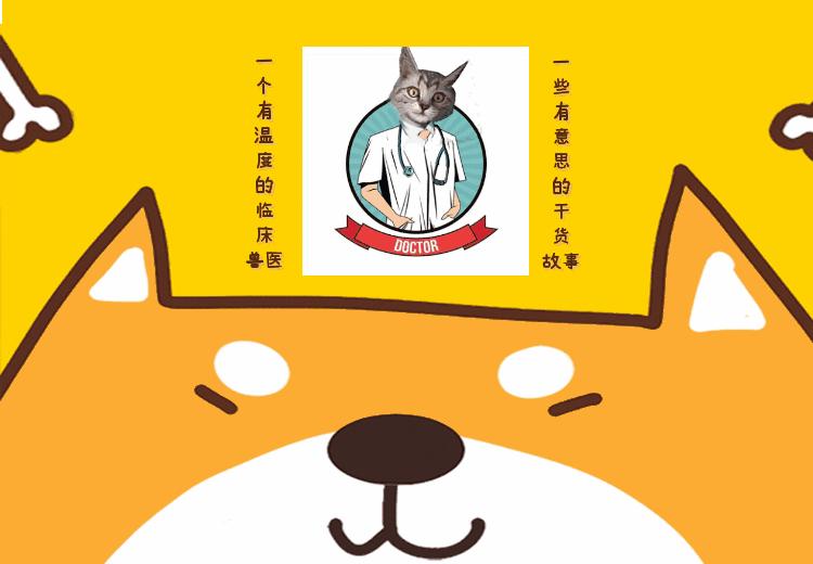 盘点猫咪中最可爱的,这些猫咪小时候多可爱长大有多帅